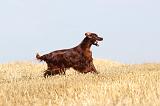 SETTER IRLANDAIS 056